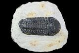 Bargain, Austerops Trilobite - Ofaten, Morocco #106035-1